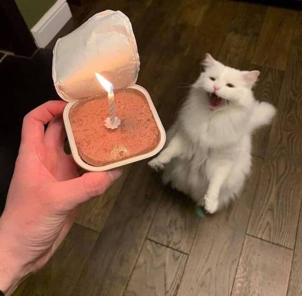 Смешные картинки вечер 22 июня 2021