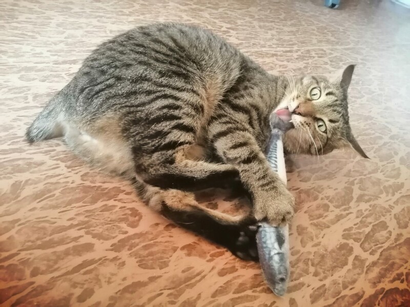 Без кота и жизнь не та