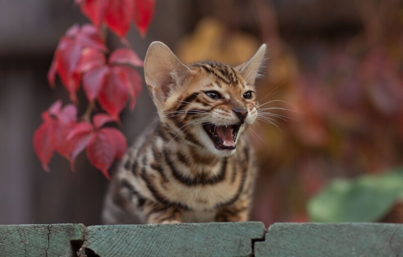 Без кота и жизнь не та