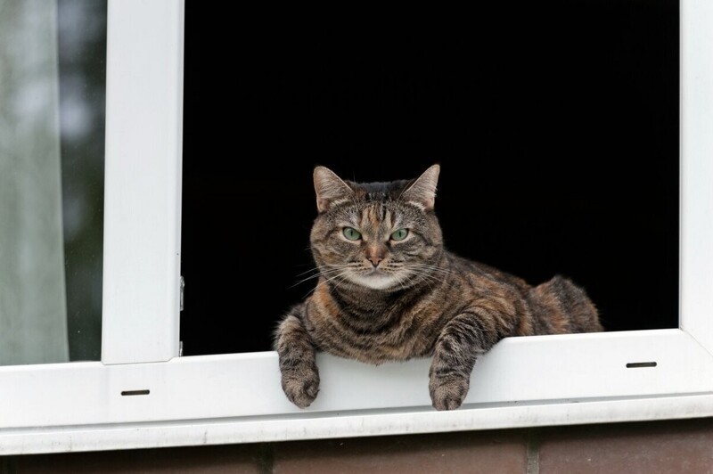 Без кота и жизнь не та