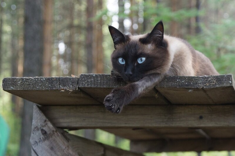 Без кота и жизнь не та