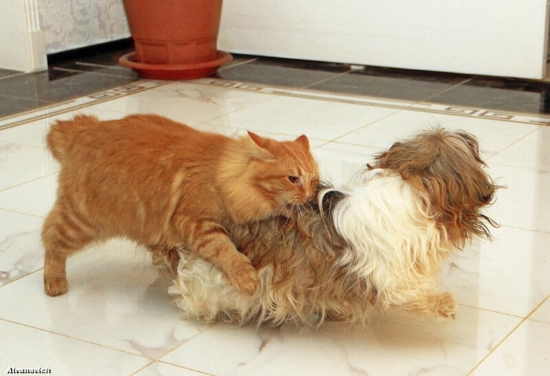 Без кота и жизнь не та