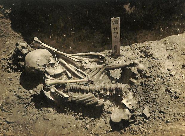 790 укусов: найдена самая древняя жертва нападения акулы