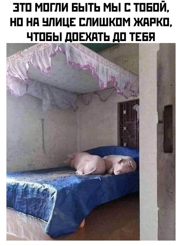Смешные картинки вечер 1 июля 2021