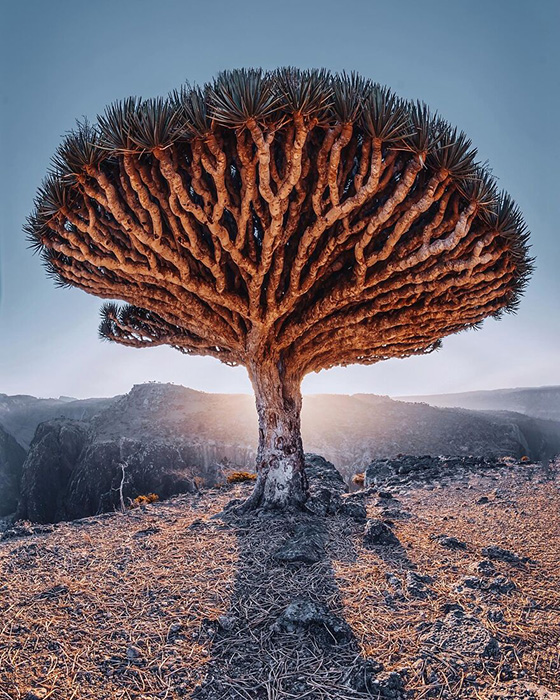 Символ Сокотры - Драконово дерево. Символ Сокотры - Драконово дерево.