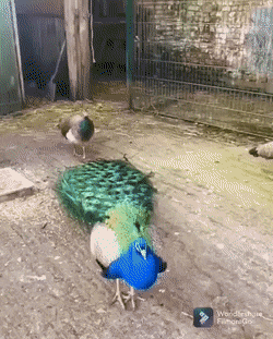 Интересные гифки 3 сентября 2021 года