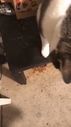 Интересные гифки 3 сентября 2021 года