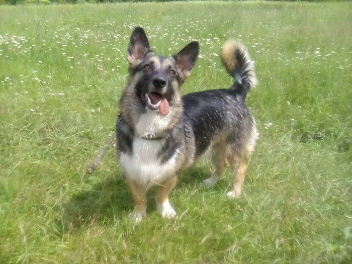 Удивительные дети двух разных пород: Овчарка + корги, лабрадор + хаски и другие примеры