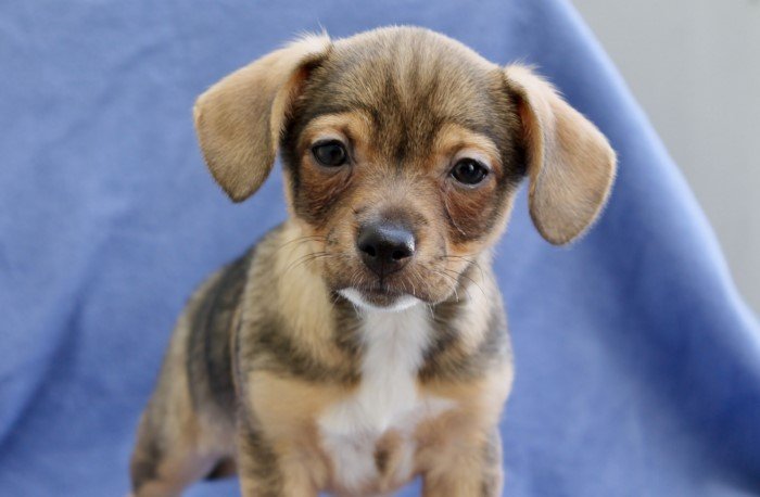 Удивительные дети двух разных пород: Овчарка + корги, лабрадор + хаски и другие примеры Удивительные дети двух разных пород: Овчарка + корги, лабрадор + хаски и другие примеры