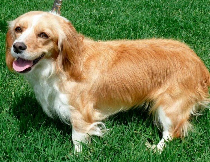 Удивительные дети двух разных пород: Овчарка + корги, лабрадор + хаски и другие примеры Удивительные дети двух разных пород: Овчарка + корги, лабрадор + хаски и другие примеры