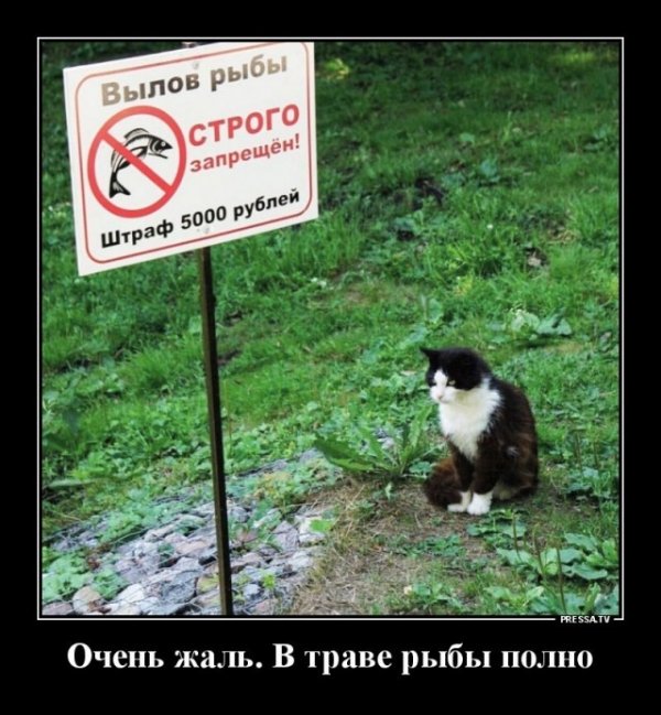 Баянисто-небаянистый юмор