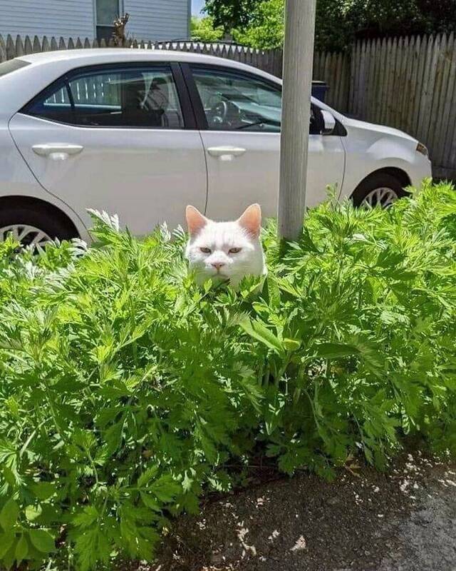 Смешные картинки 15 сентября 2021 года