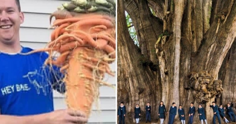 15 поразительных вещей, которые не встретишь каждый день