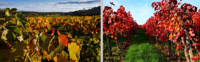 Три самых популярных вранья о Ван-Гоге Три самых популярных вранья о Ван-Гоге