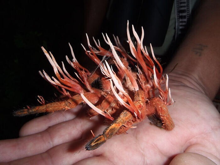 35. Тарантул, зараженный грибом-паразитом Cordycipitaceae 35. Тарантул, зараженный грибом-паразитом Cordycipitaceae