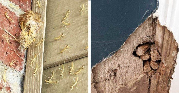 Неожиданные находки в жилых домах Неожиданные находки в жилых домах