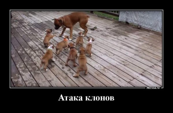 Баянисто-небаянистый юмор