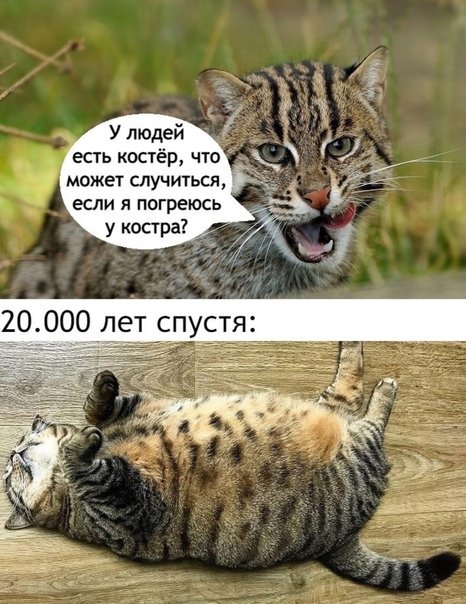 Баянисто-небаянистый юмор