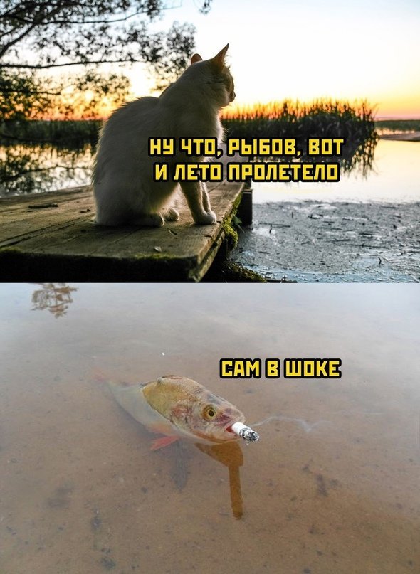 Прикольные и просто красивые картинки