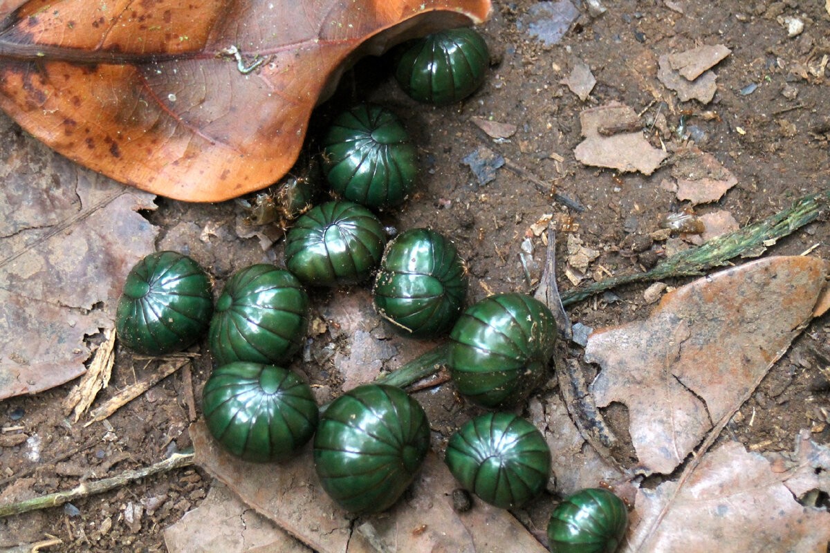 Это создание склеивает лапки муравьям и живёт целых 11 лет в скромности и аскезе Это создание склеивает лапки муравьям и живёт целых 11 лет в скромности и аскезе