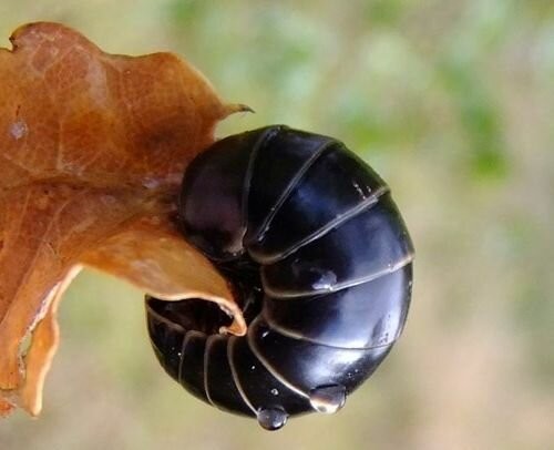 Это создание склеивает лапки муравьям и живёт целых 11 лет в скромности и аскезе Это создание склеивает лапки муравьям и живёт целых 11 лет в скромности и аскезе