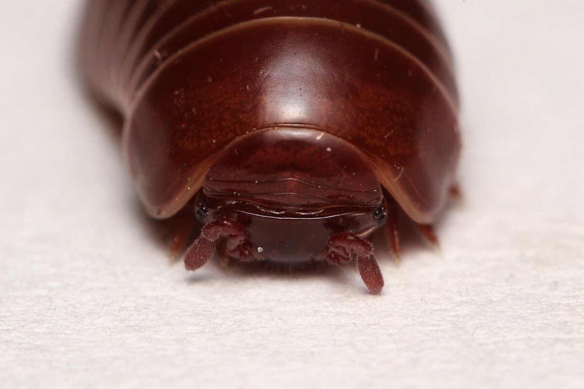 Это создание склеивает лапки муравьям и живёт целых 11 лет в скромности и аскезе Это создание склеивает лапки муравьям и живёт целых 11 лет в скромности и аскезе