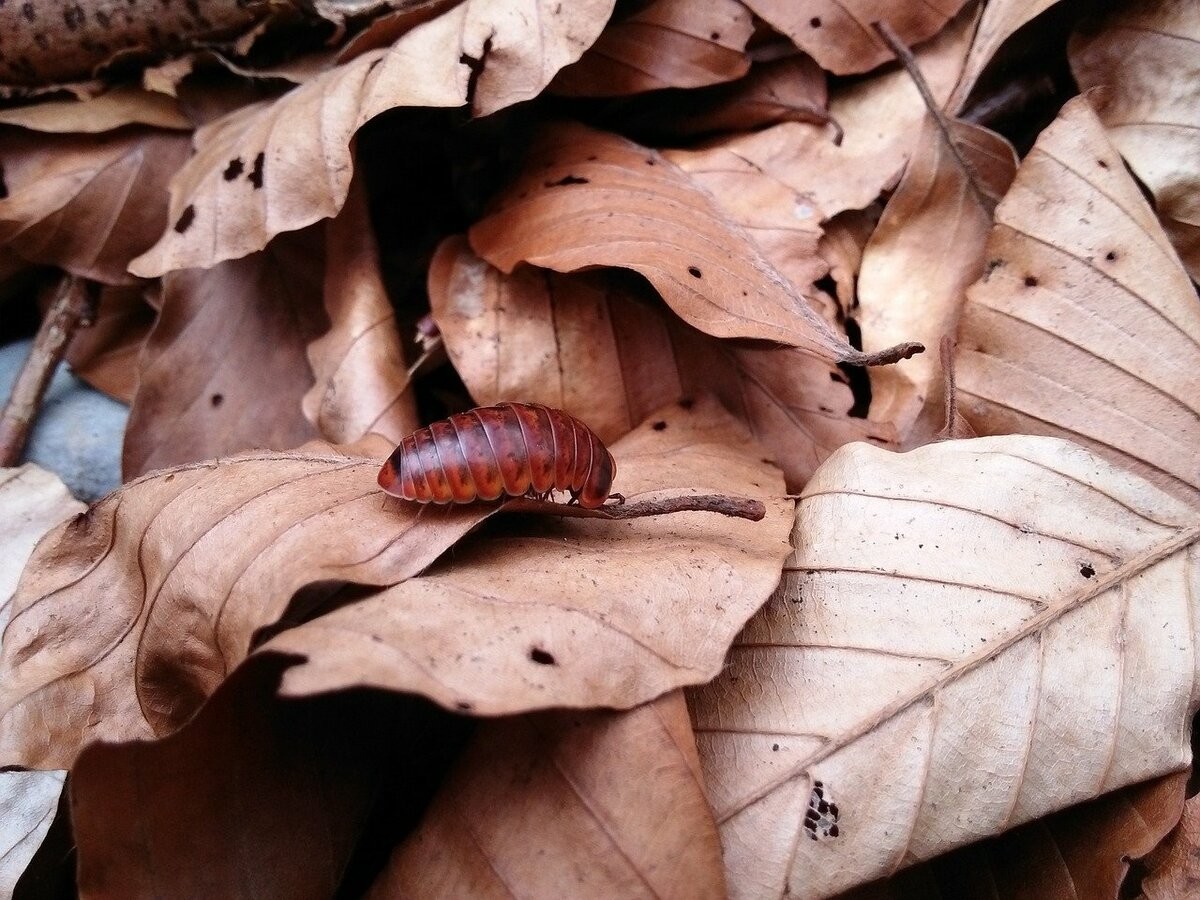 Это создание склеивает лапки муравьям и живёт целых 11 лет в скромности и аскезе Это создание склеивает лапки муравьям и живёт целых 11 лет в скромности и аскезе
