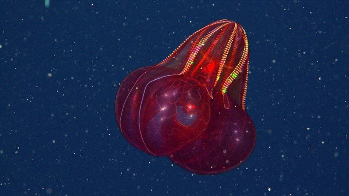 Вы не поверите, что они живые: 23 фантастические твари из морской пучины
