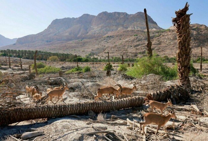 14 грустных фото о том, как исчезает Мертвое море