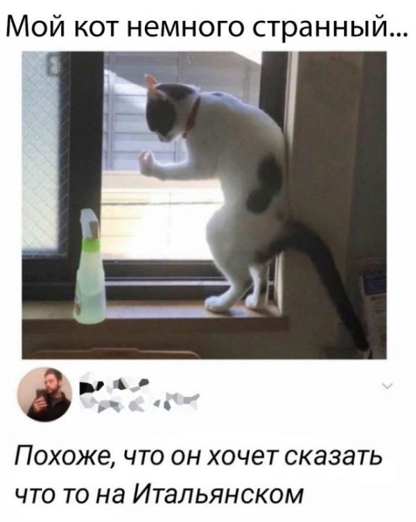 Смешные комментарии из социальных сетей