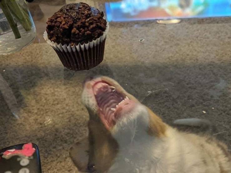 Смешные картинки 12 ноября 2021 года