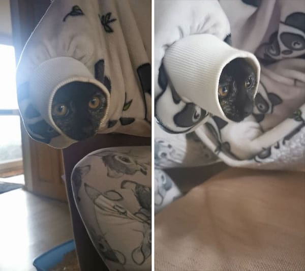 Bigpicture ru screenshotter ourkittencrawledintomygirlfriendssleeveanimalsbeingderps 003 618bd28c1cd9f 700