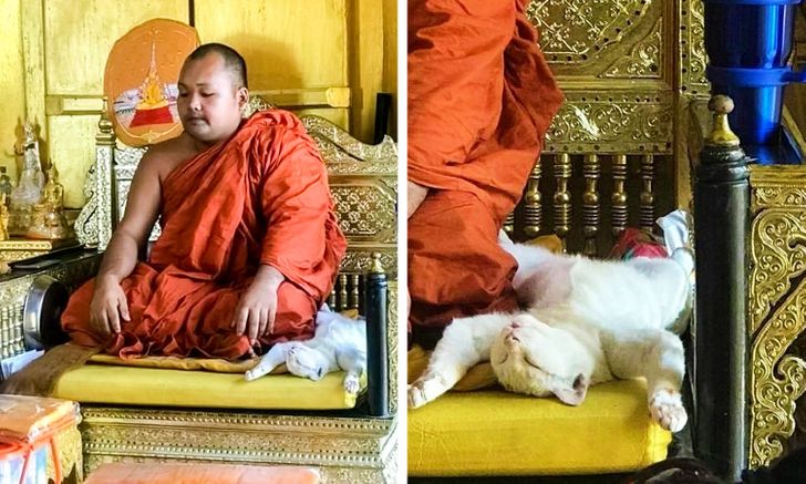 20 животных, чьим актерским способностям позавидуют даже звезды Голливуда