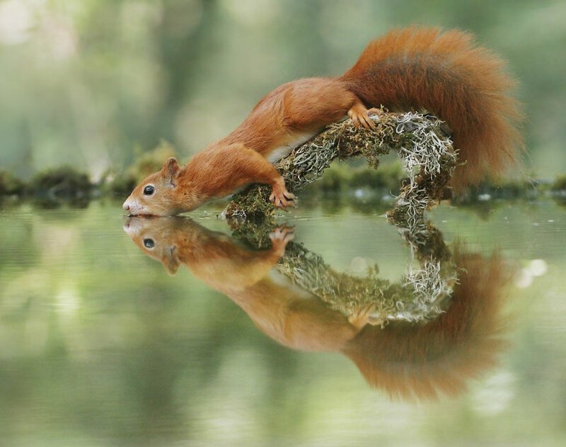 Фотография: Позитив из дикой природы №6 - BigPicture.ru