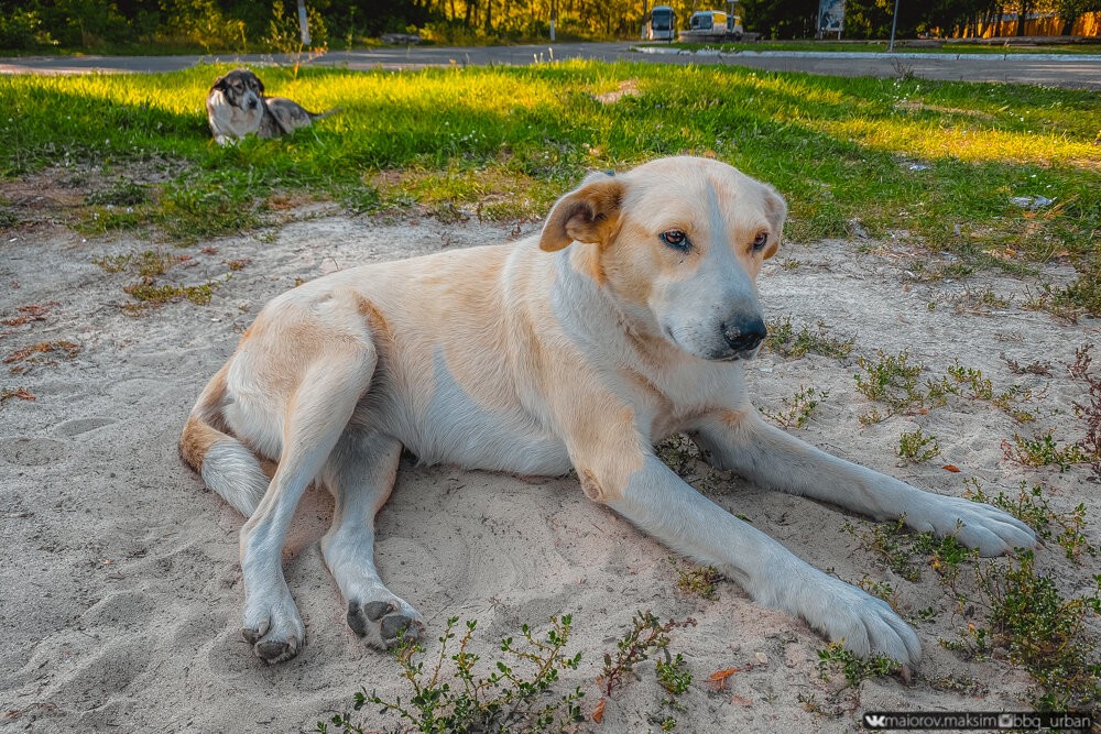 Чернобыльский магазин посреди зоны отчуждения Чернобыльский магазин посреди зоны отчуждения