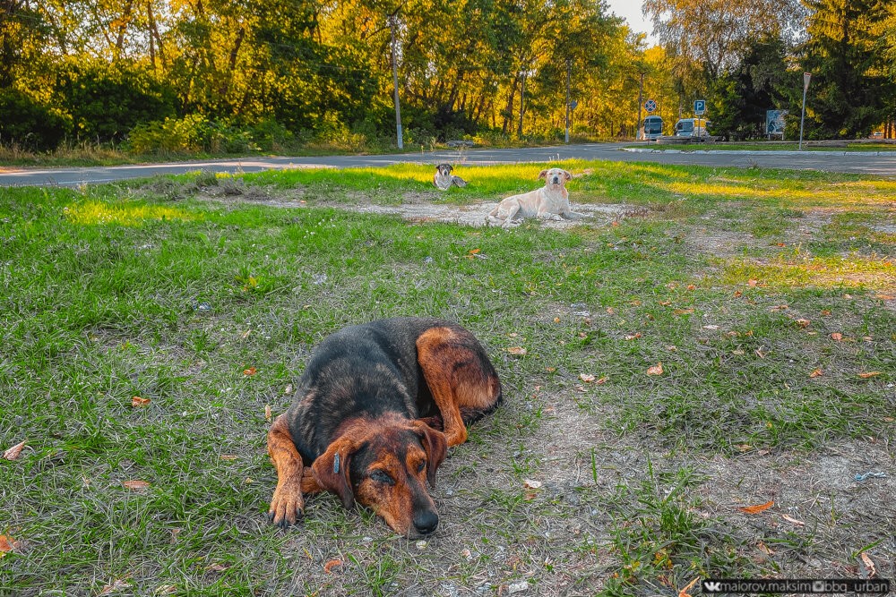 Чернобыльский магазин посреди зоны отчуждения Чернобыльский магазин посреди зоны отчуждения