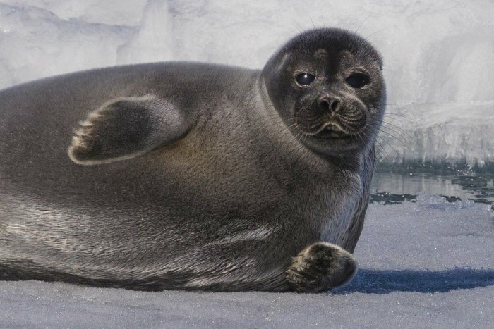 Тюлени бродят по тайге? Загадка Байкальской нерпы