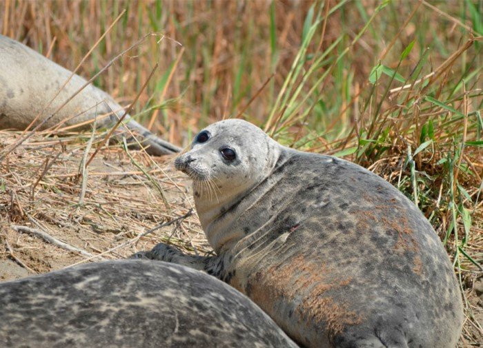 Тюлени бродят по тайге? Загадка Байкальской нерпы