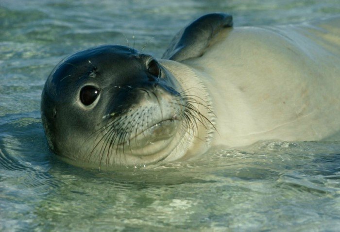 Тюлени бродят по тайге? Загадка Байкальской нерпы