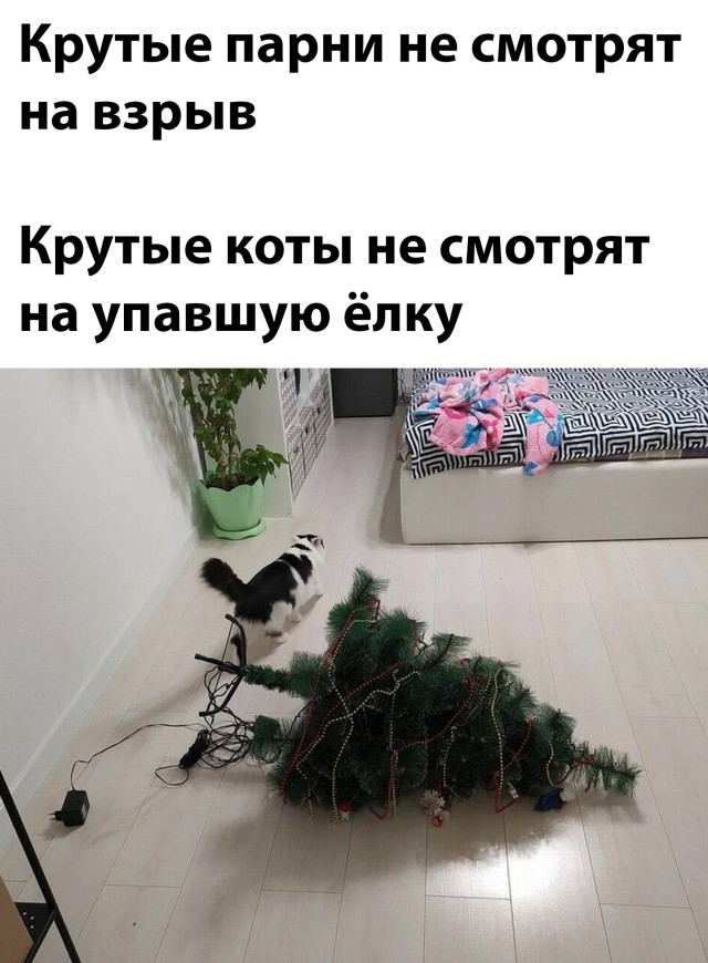 Смешные картинки 27 декабря 2021 года