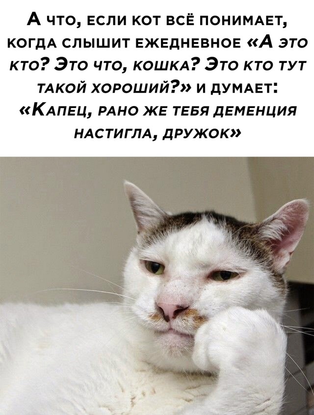 Смешные картинки 28 декабря 2021 года