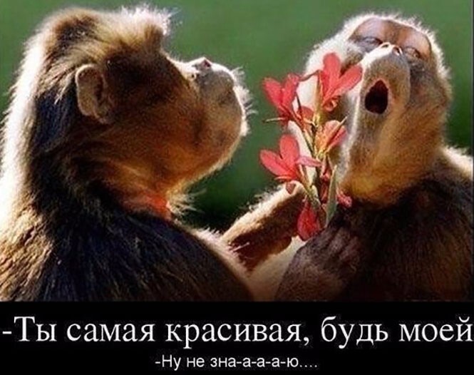 Смешные и познавательные картинки
