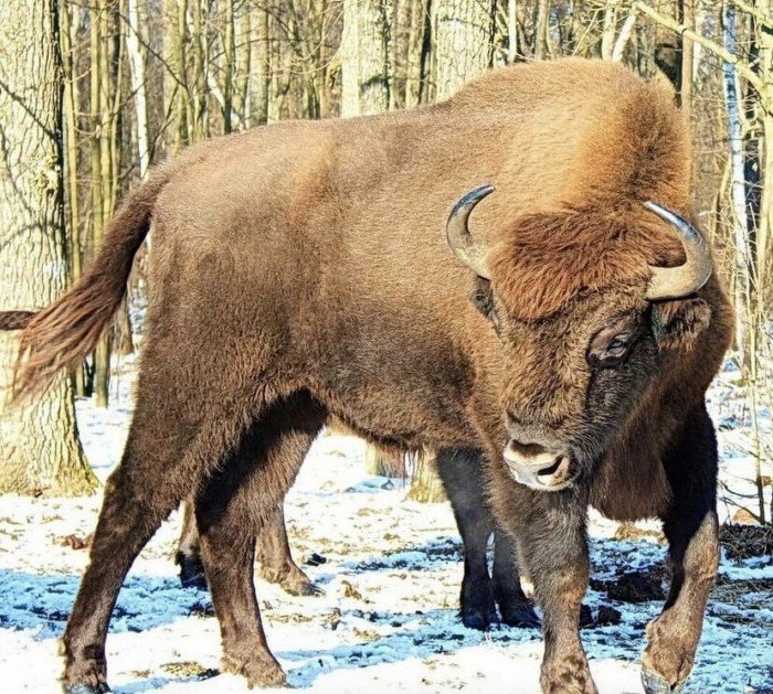 Очень неприличный зверь с родины Спартака