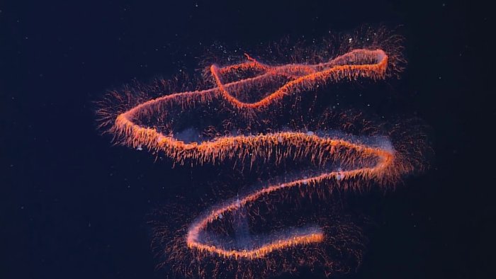 Гигантская сифонофора: Почти самое длинное животное на планете обходится без мозга, крови и систем для дыхания. Что ты такое?