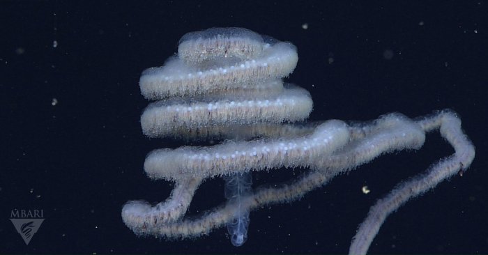 Гигантская сифонофора: Почти самое длинное животное на планете обходится без мозга, крови и систем для дыхания. Что ты такое?