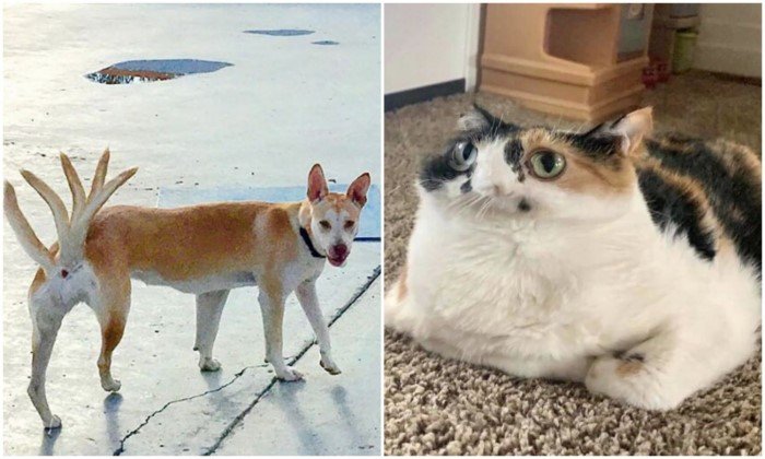 Когда хотел классное панорамное фото с питомцем - а получился фейл