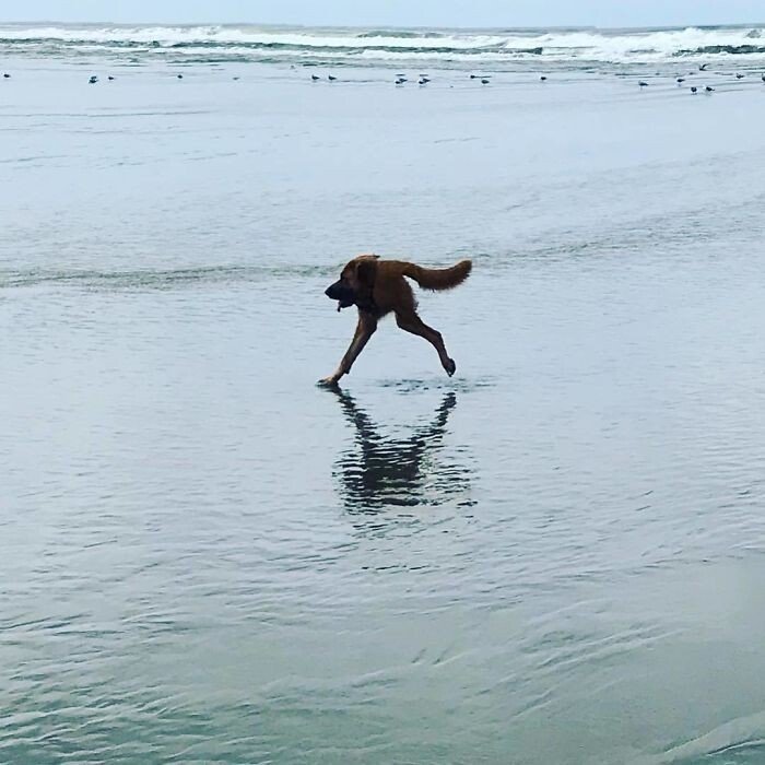 Когда хотел классное панорамное фото с питомцем - а получился фейл Когда хотел классное панорамное фото с питомцем - а получился фейл