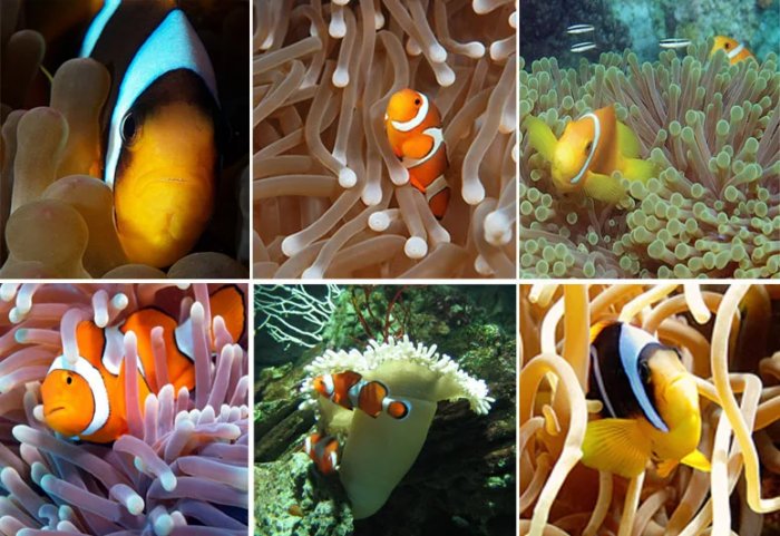 Рыба-клоун: Мультик про Немо больше не будет прежним. Смена пола и жесткая дедовщина у знаменитых рыбок Рыба-клоун: Мультик про Немо больше не будет прежним. Смена пола и жесткая дедовщина у знаменитых рыбок