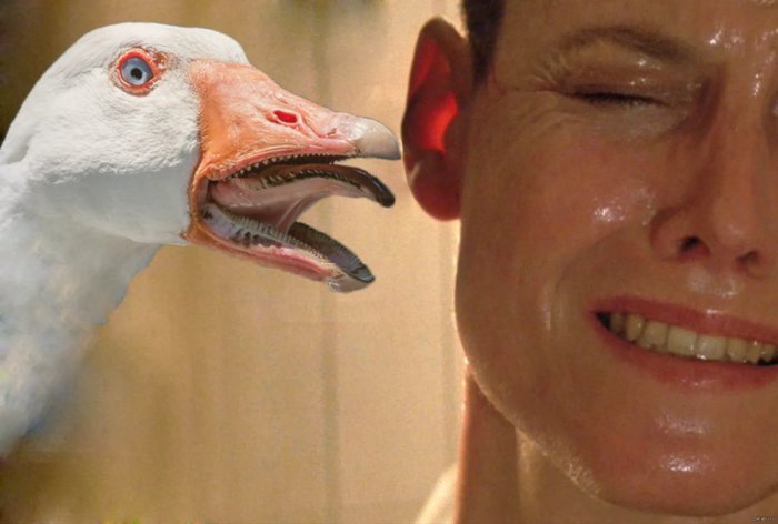 Почему в деревне больше всего боятся гусей? Почему эта птица так агрессивна?