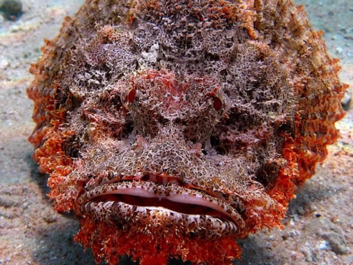 Рыба-камень: Кошмар геолога или курортная мина. Вроде обычный булыжник лежит и вот, — ты уже в больнице Рыба-камень: Кошмар геолога или курортная мина. Вроде обычный булыжник лежит и вот, — ты уже в больнице